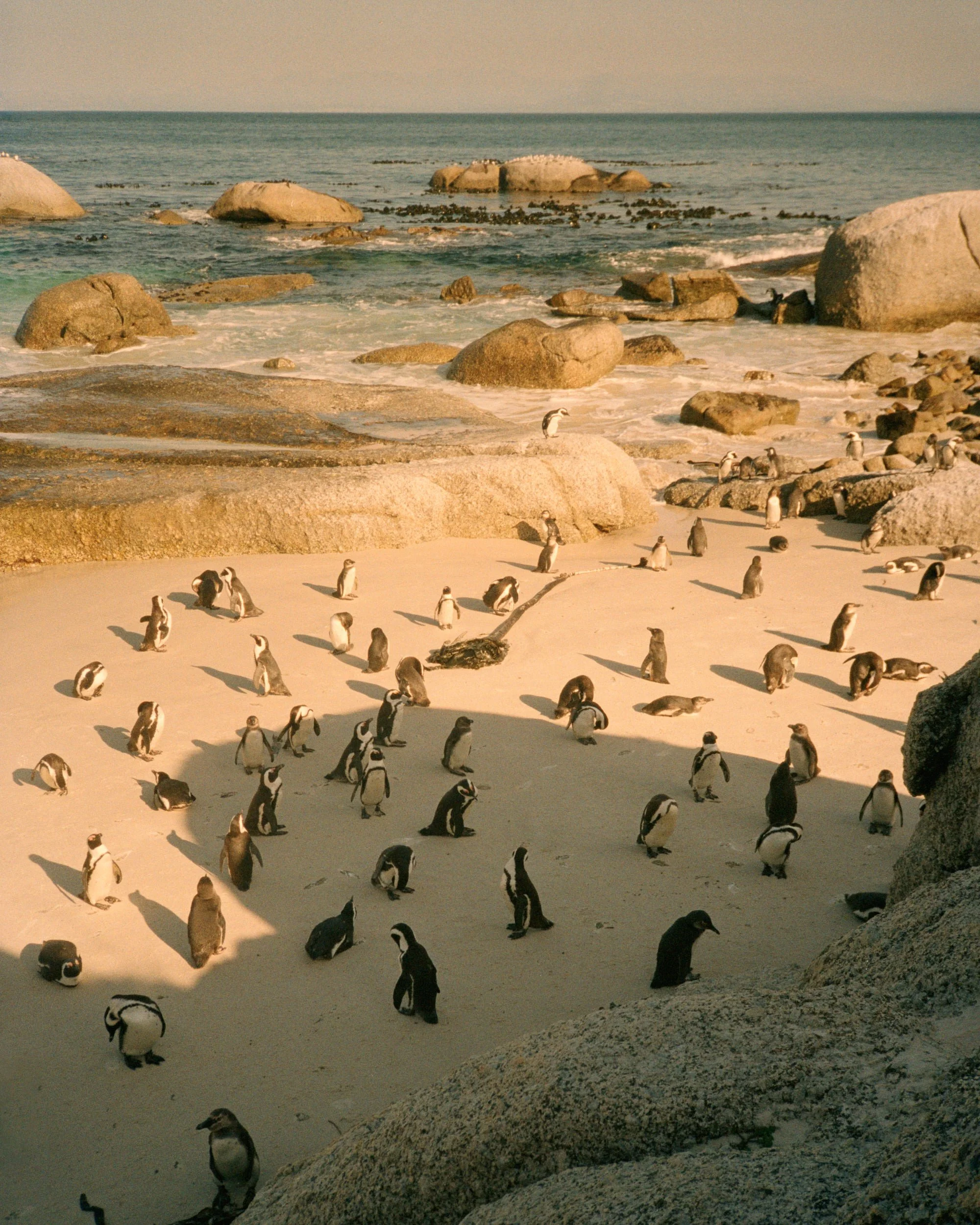 Point and Shoot stories, South Africa, Simons town.