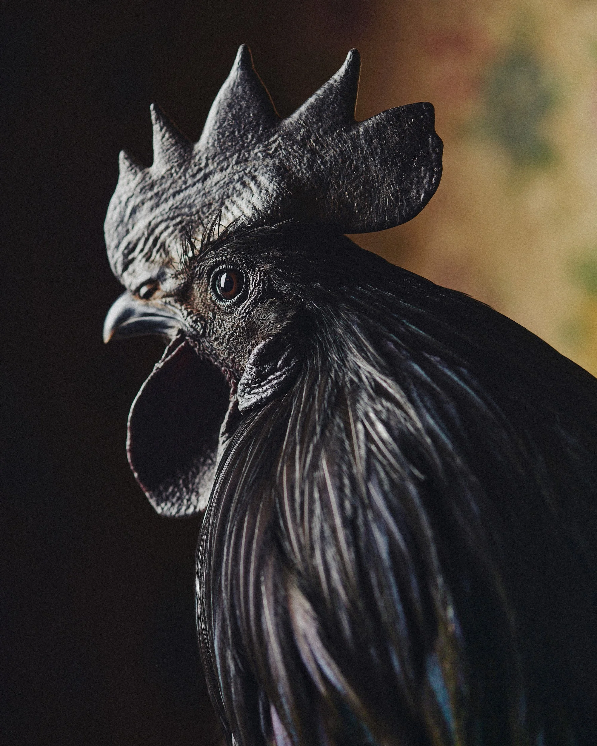 Felix, the black rooster