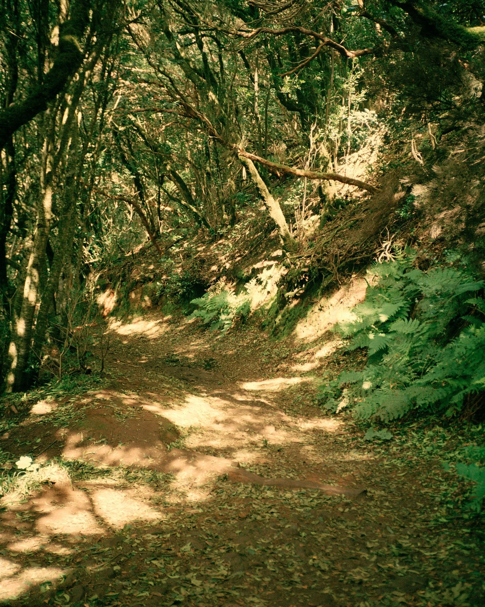 Point and Shoot stories, Tenerife #2